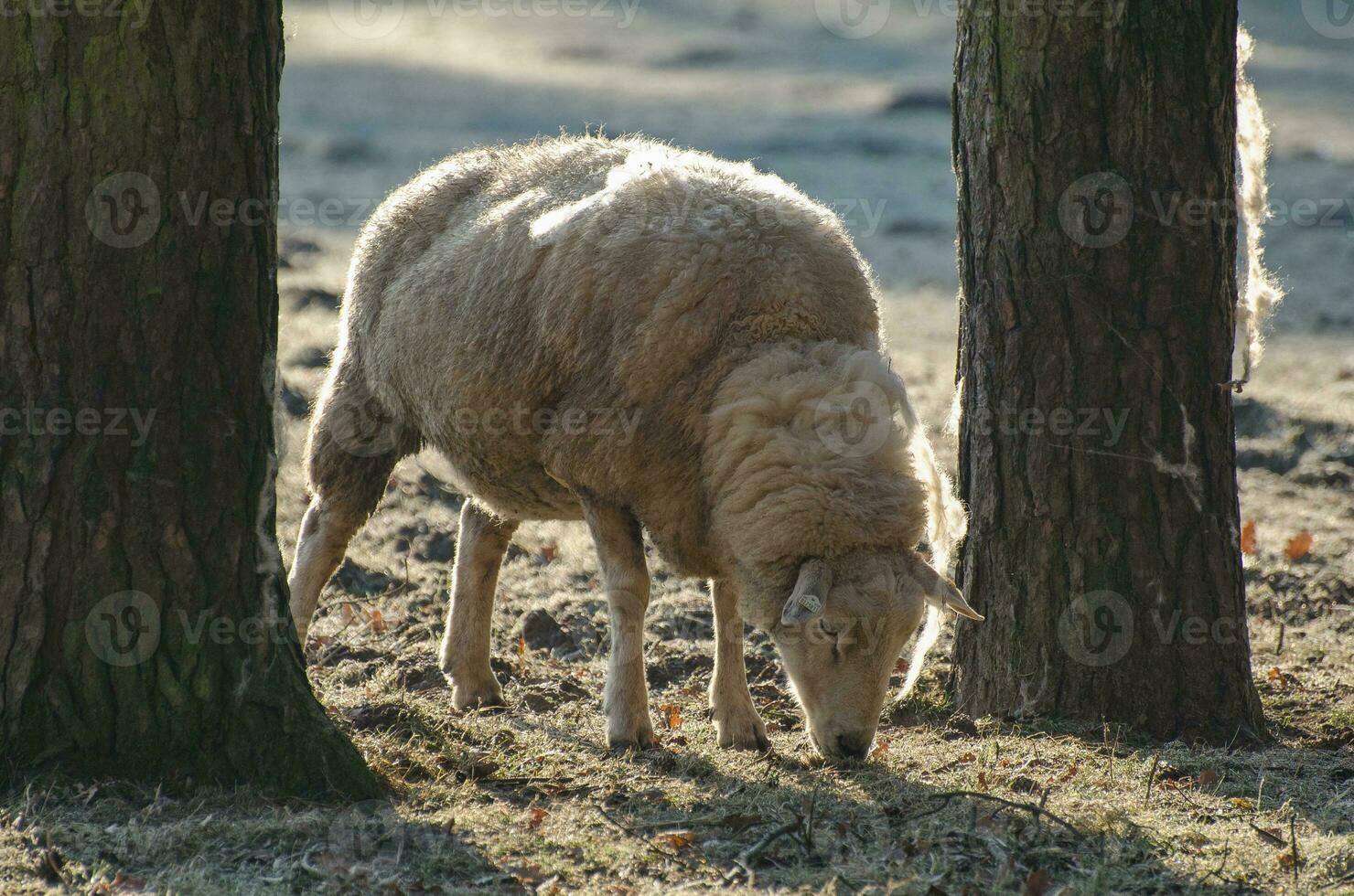 vacker trädgård i papenburg foto