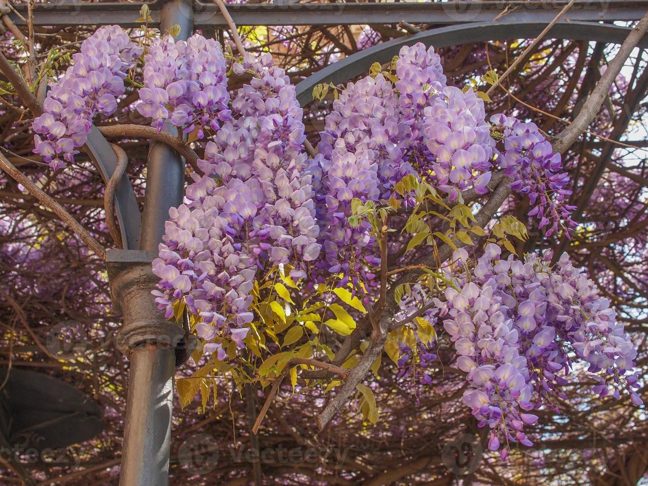violett blåregn aka wistaria eller wysteria blommor foto