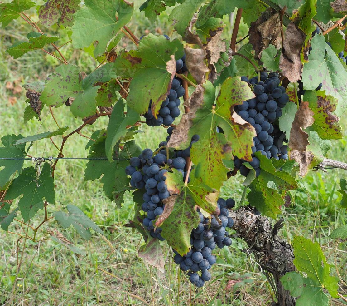 vingård för vinframställning foto