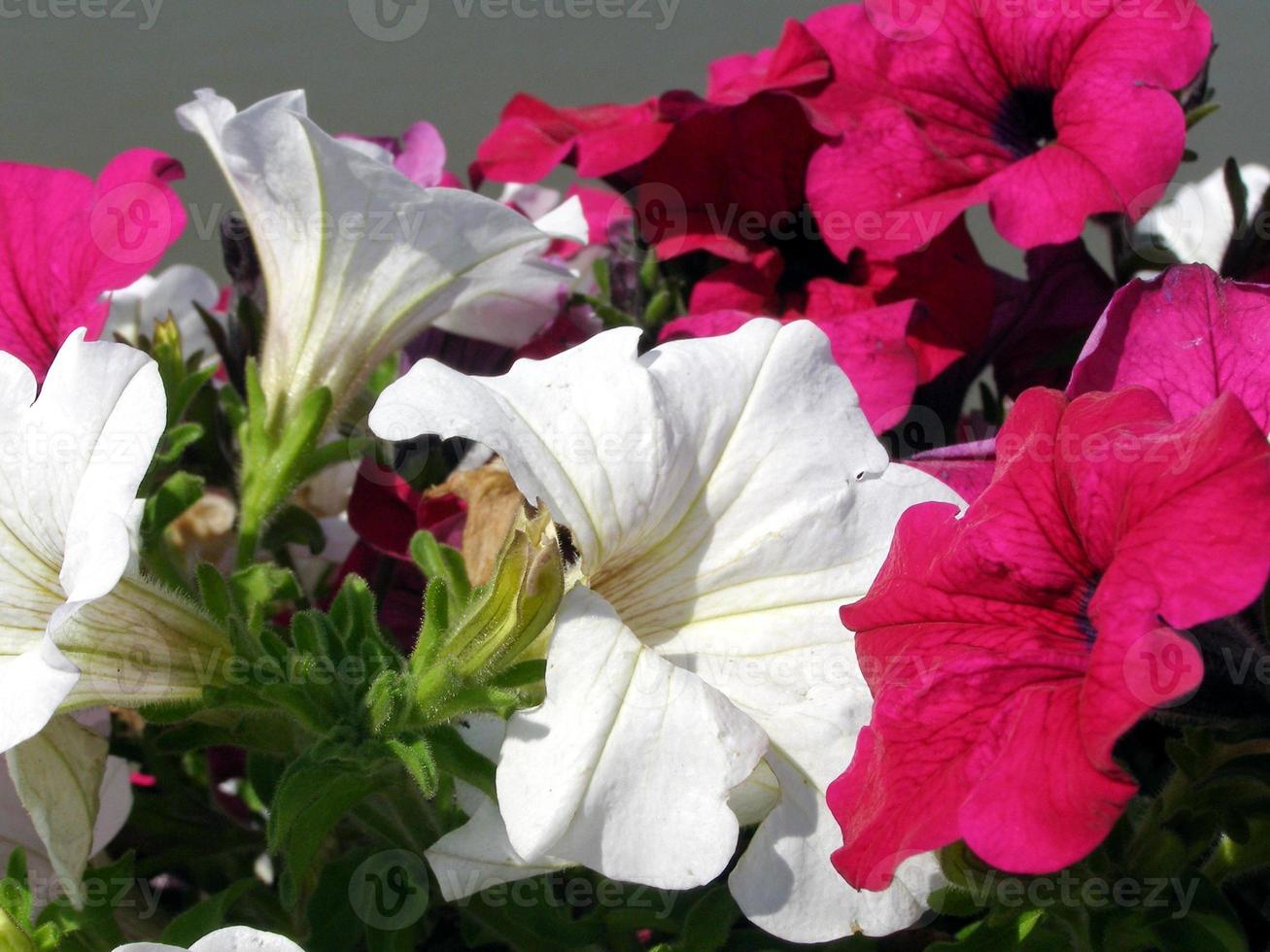 petunia växt petunia atkinsiana rosa och vit blomma foto