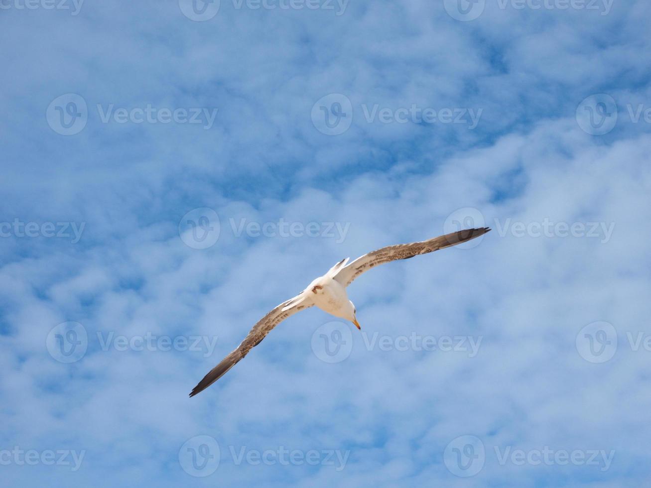 mås som flyger över den blå himlen foto