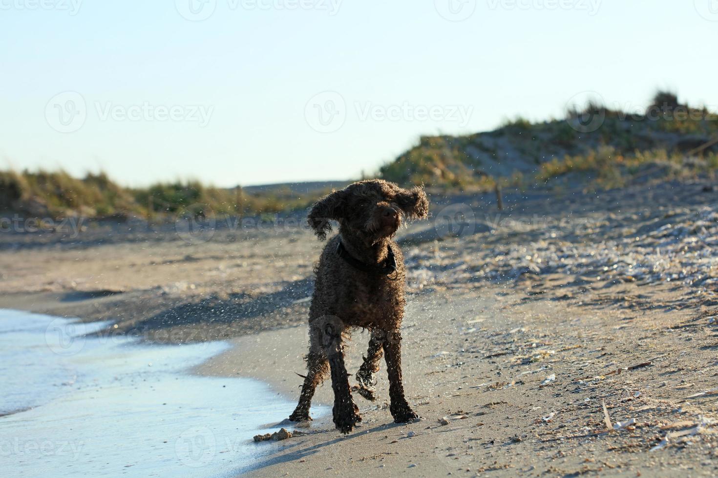 brun hund porträtt makro lagotto romagnolo tryffeljägare Kreta Grekland foto