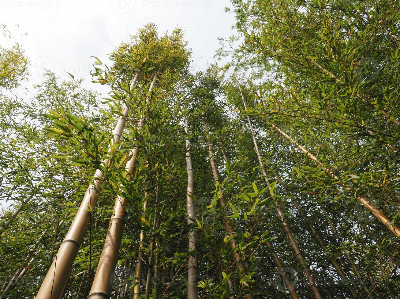 bambu träd bakgrund foto