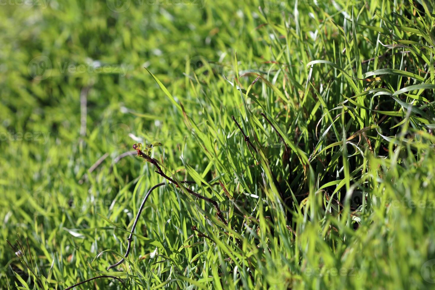 grönt gräs lämnar närbild bakgrund natur skriver ut femtio megapixlar foto