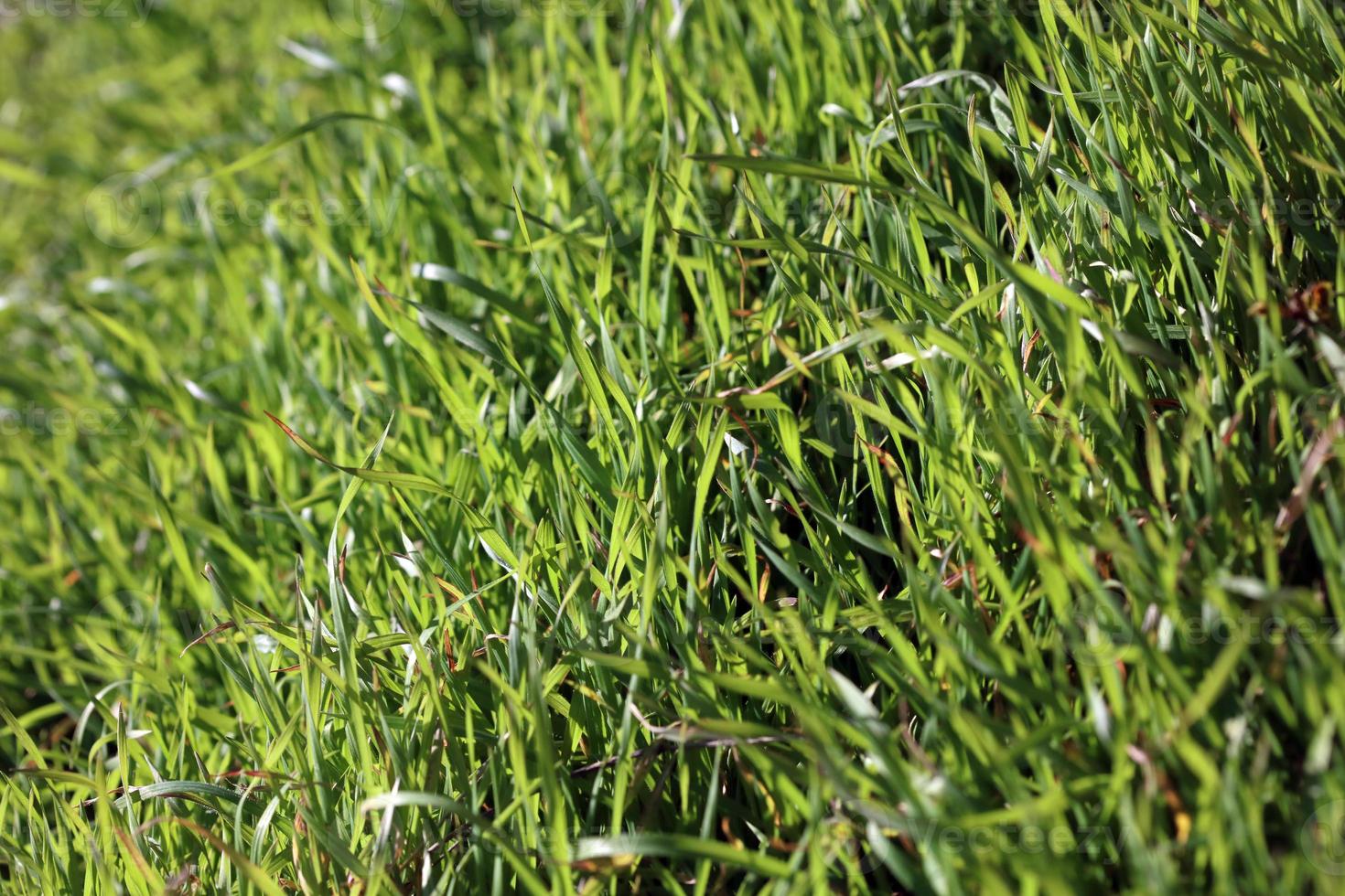 grönt gräs lämnar närbild bakgrund natur skriver ut femtio megapixlar foto