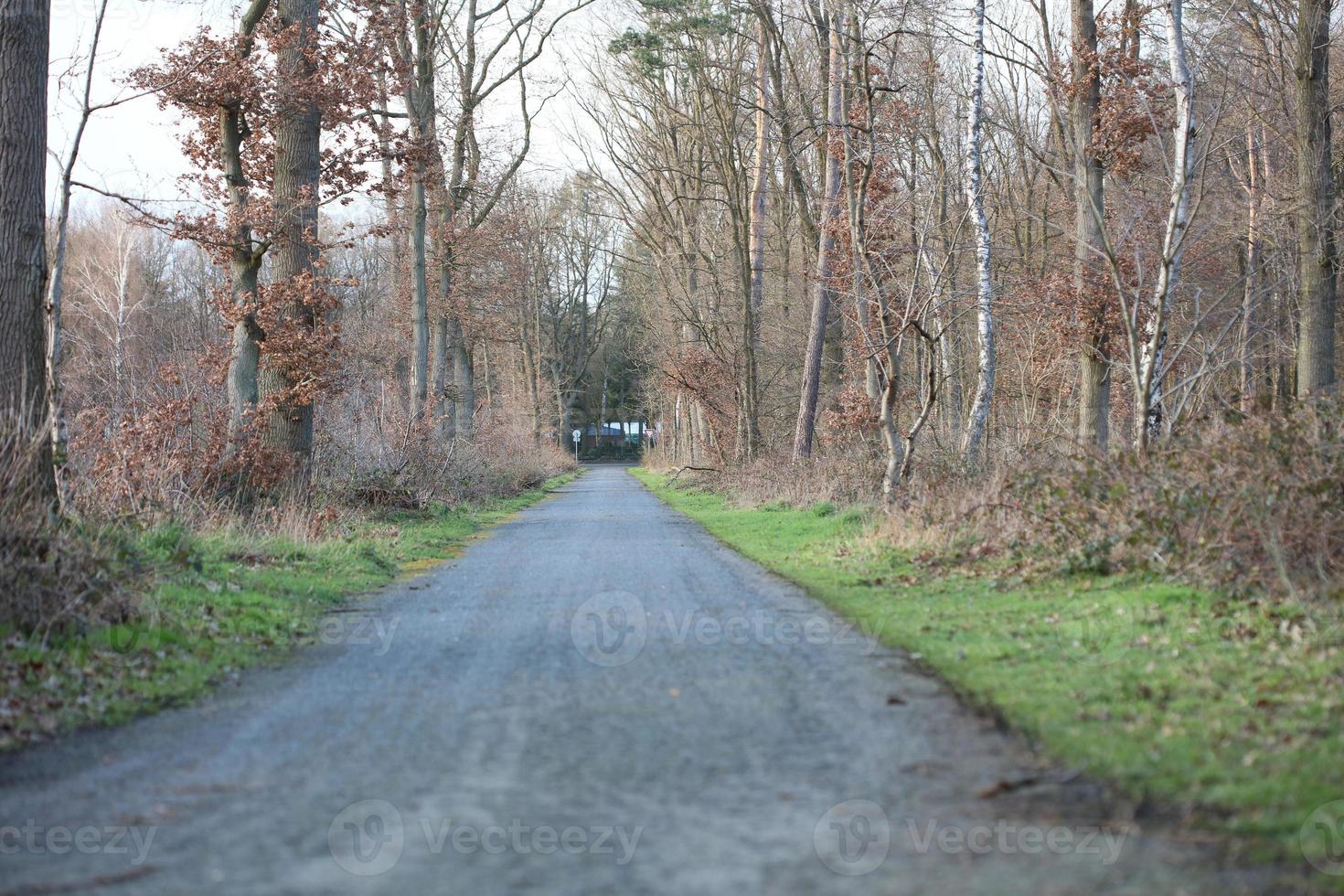 väg i tysk skog bakgrund stock photography högkvalitativa utskrifter foto