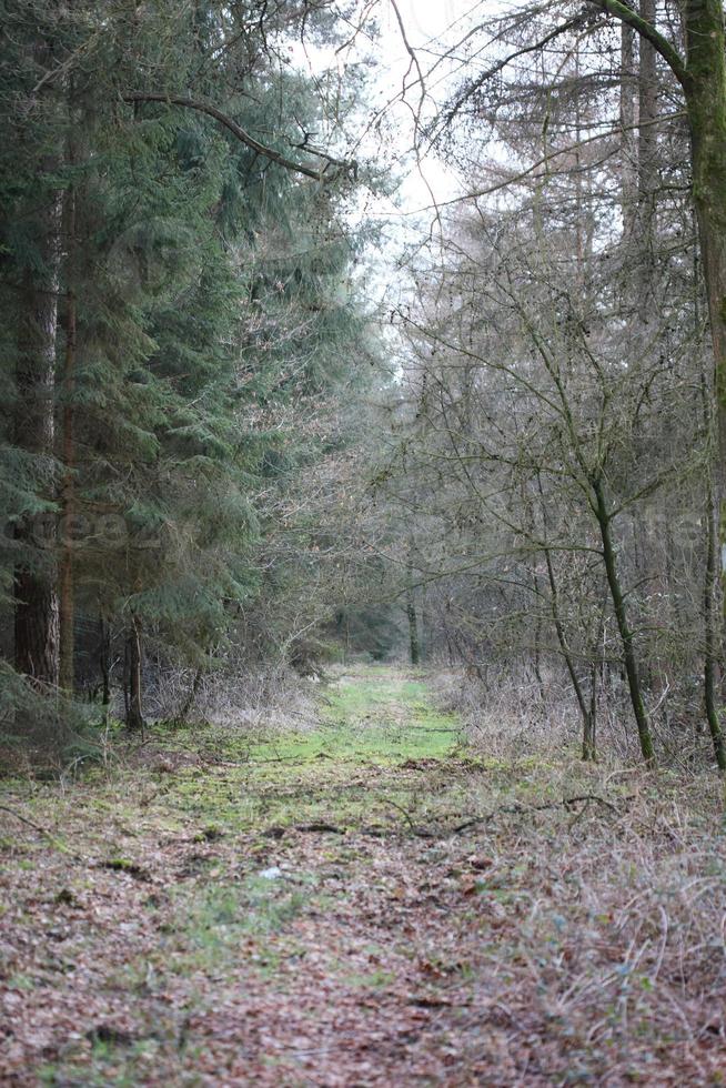 väg i tysk skog bakgrund stock photography högkvalitativa utskrifter foto