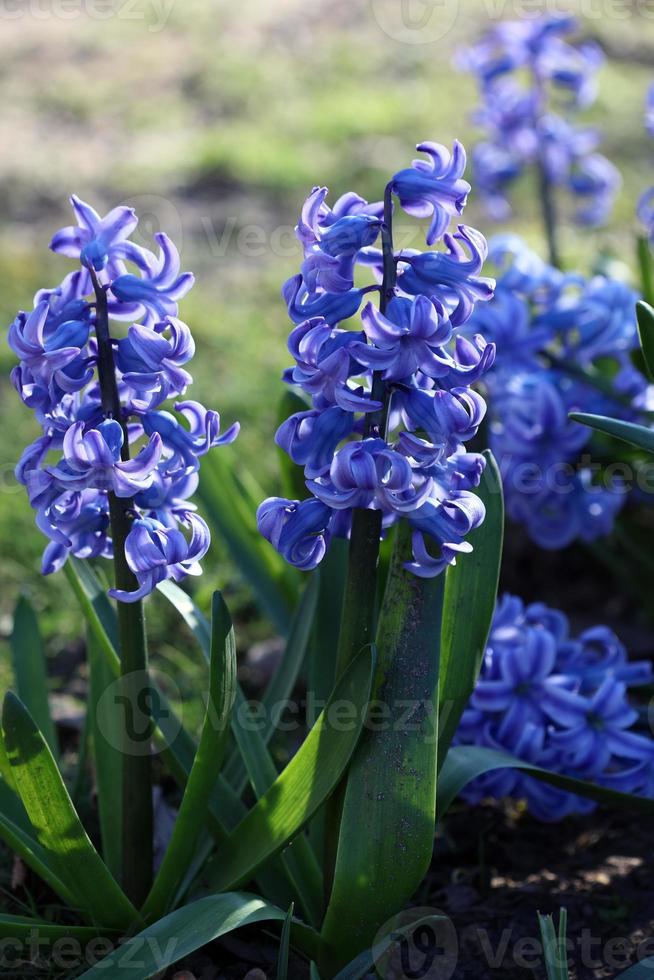 hyacinthus orientalis blomma makro bakgrund familj asparagaceae foto