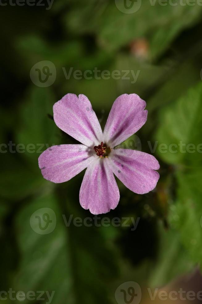 vild violett blomma geranium robertianum familj geraniaceae modern foto