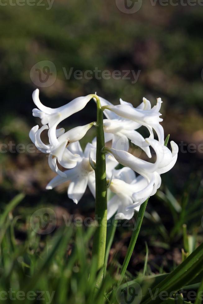 hyacinthus orientalis blomma makro bakgrund familj asparagaceae foto