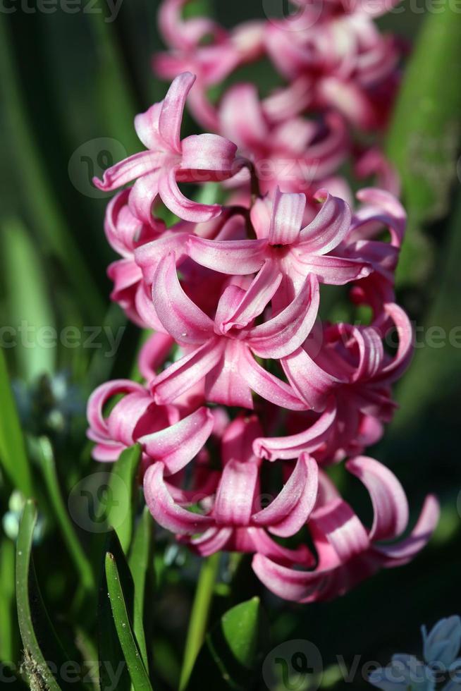 hyacinthus orientalis blomma makro bakgrund familj asparagaceae foto