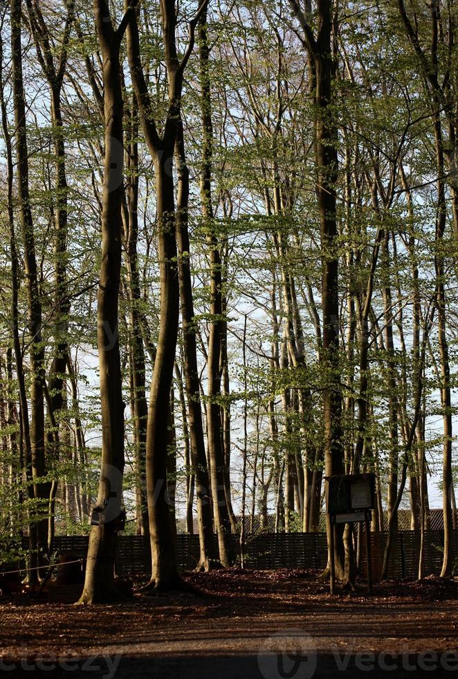 kletterwald i haltern am se man ensam modellera bakgrundstryck foto