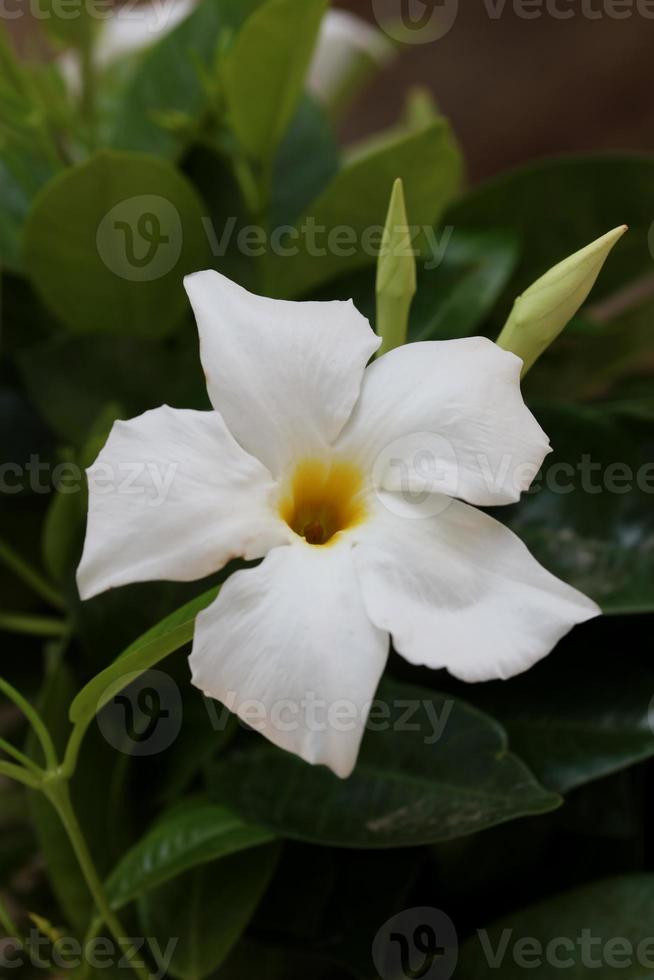 mandevilla bella blomma chilensk jasmin familj apocynaceae bakgrund foto