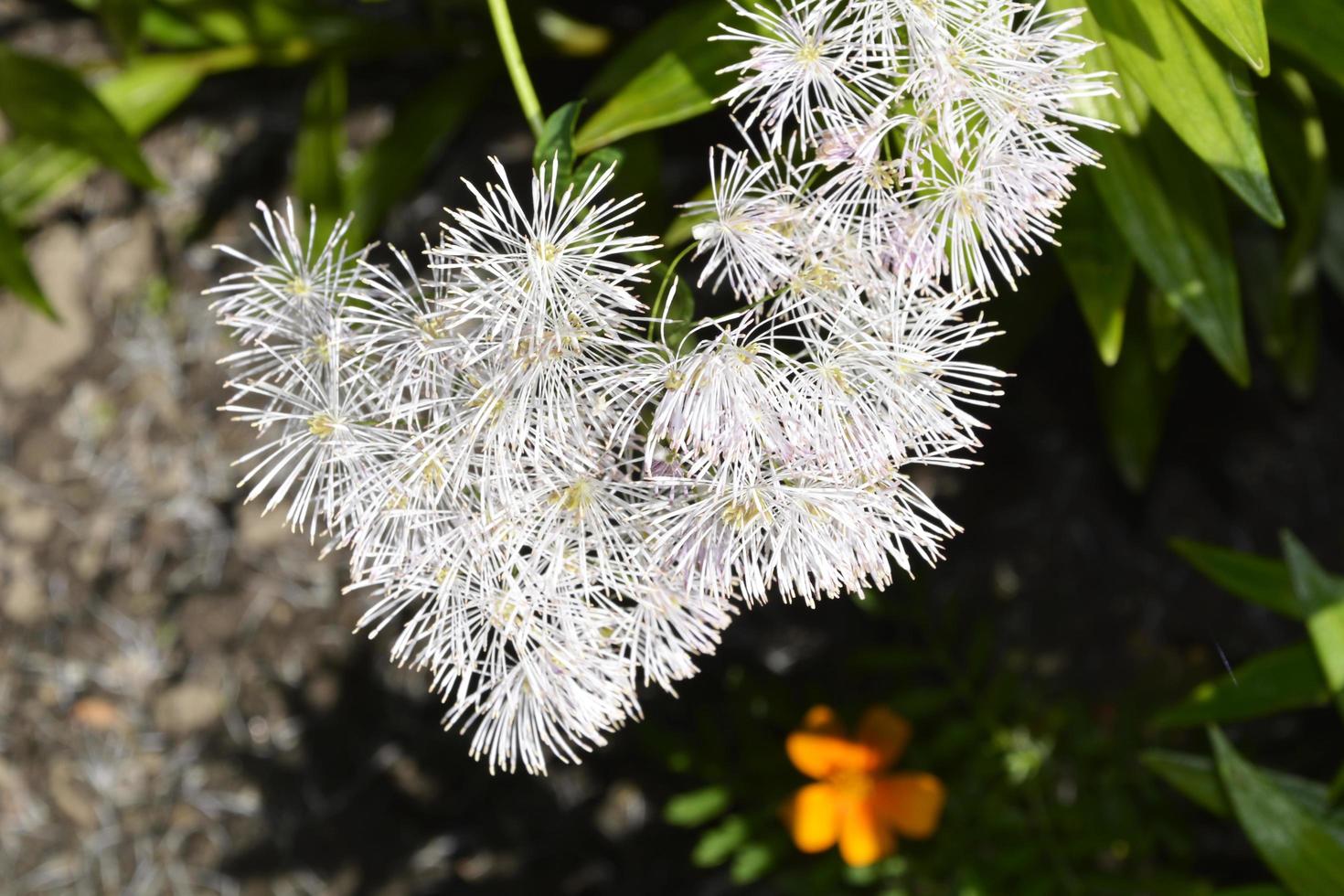 blommorna är vita fluffiga foto