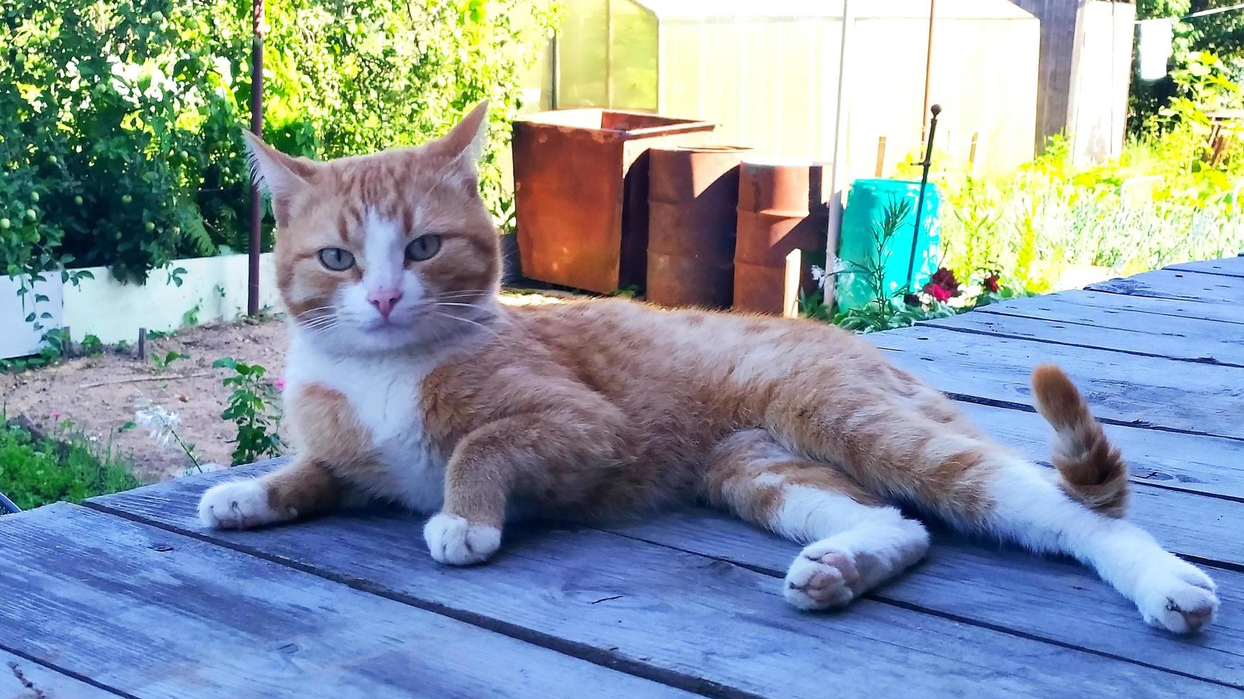 en ingefära katt ligger på en träveranda nära huset foto