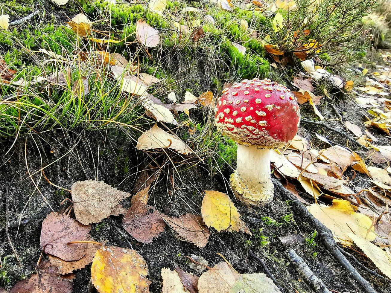 färsk vild svamp ut av de skog foto