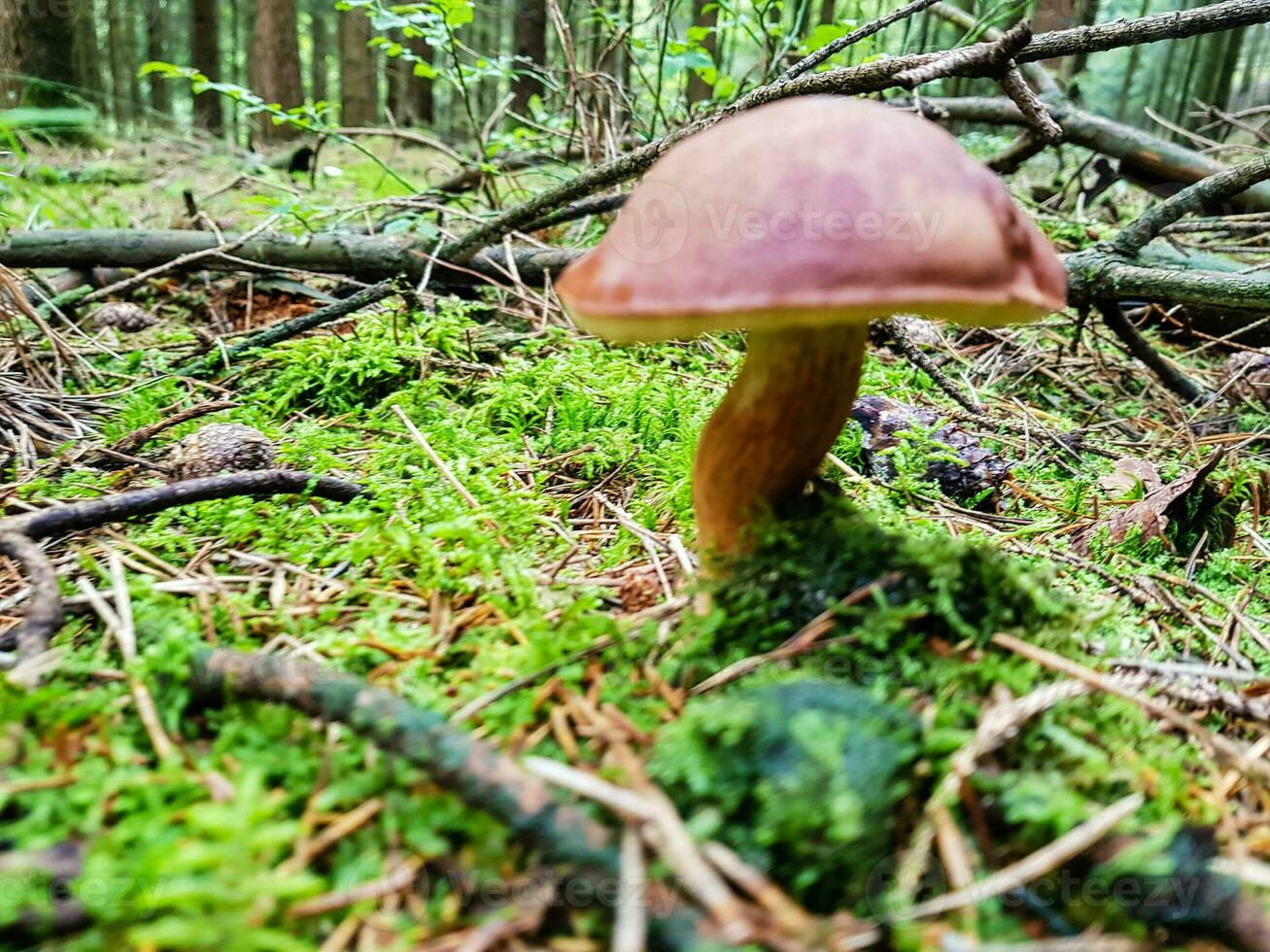färsk vild svamp ut av de skog foto