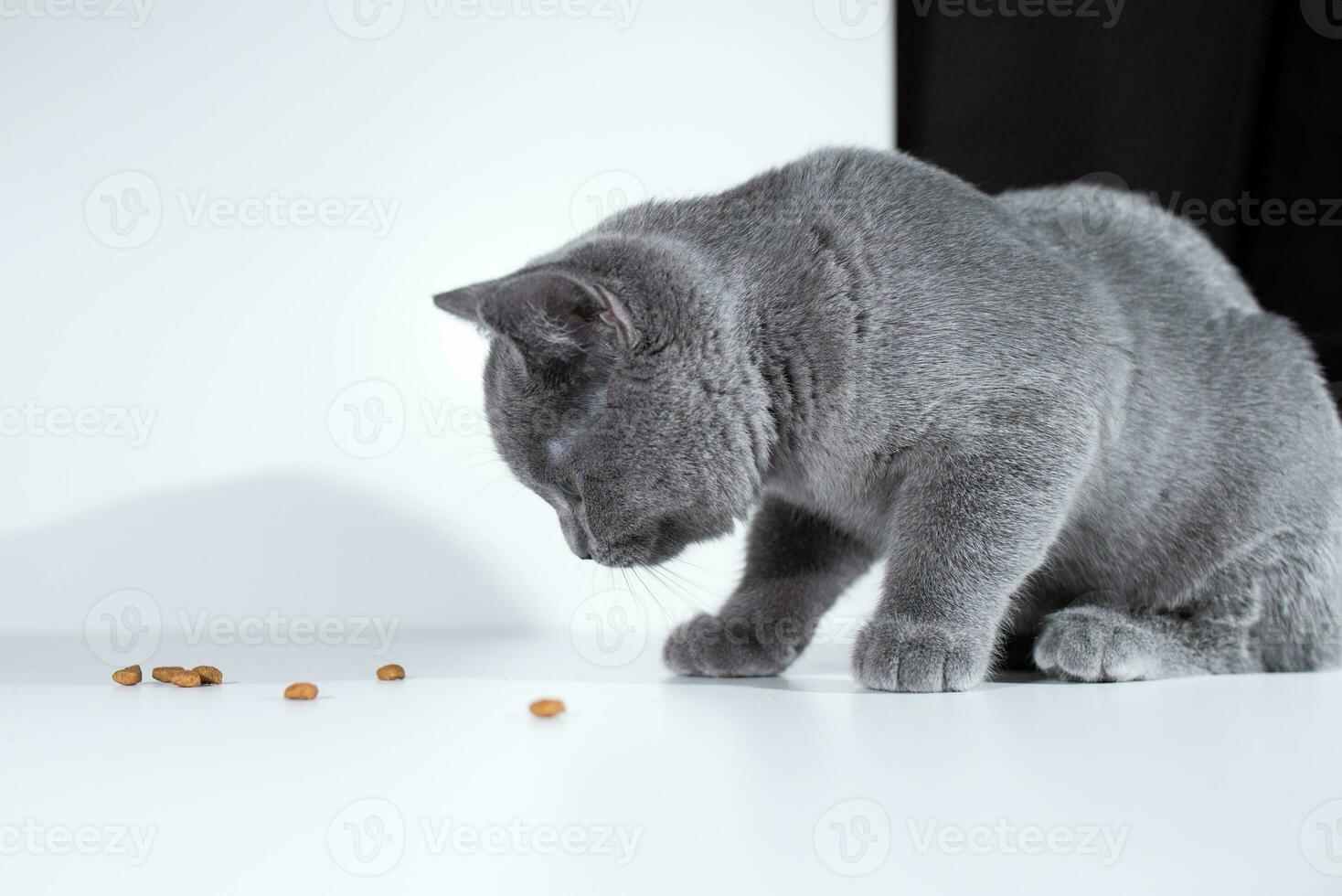 brittiskt kort hår grå katt äter torr mat på svart och vit bakgrund foto