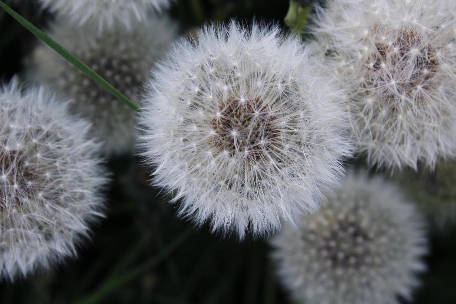 massor av fluffiga vita maskrosor foto