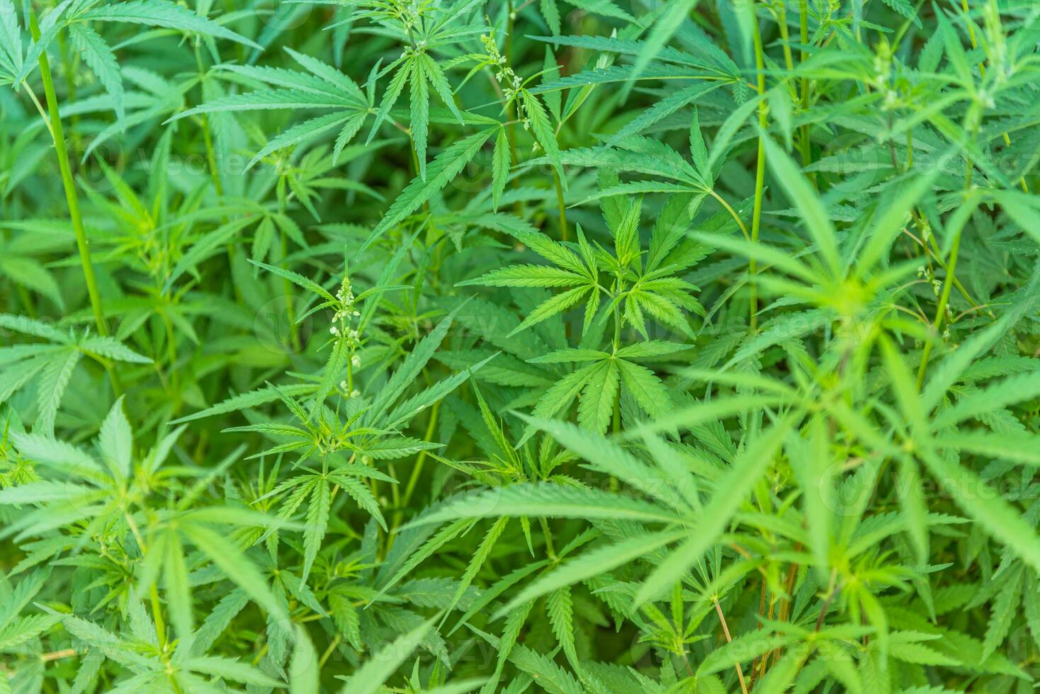 cannabis buskar växa på de fält i sommar foto