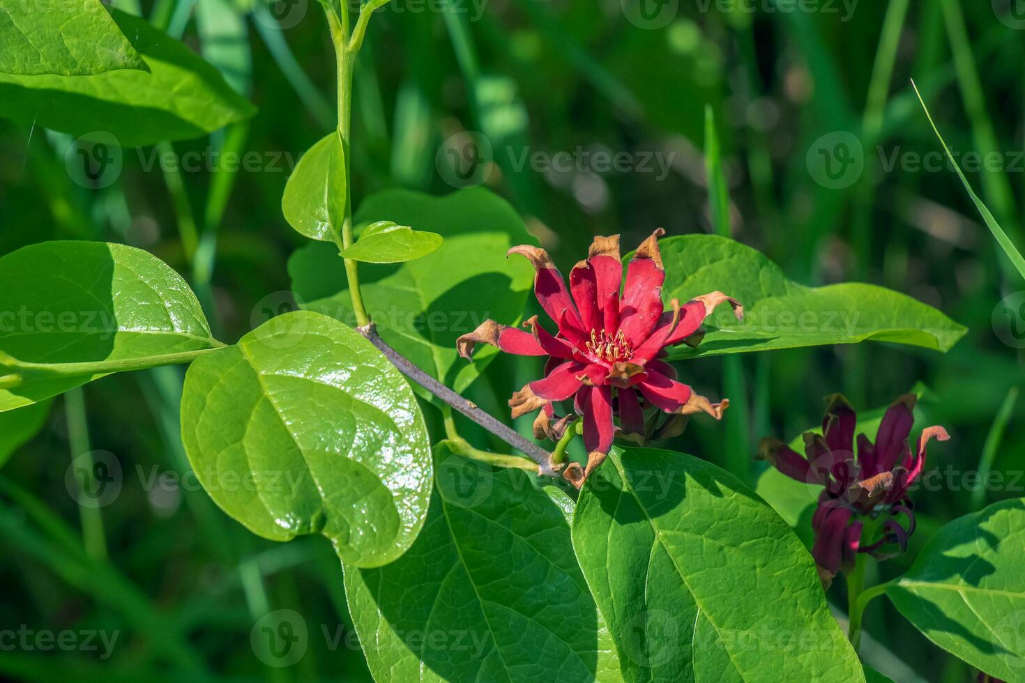 calycanthus occidentalis är en buske med röd blommor i vår tid foto