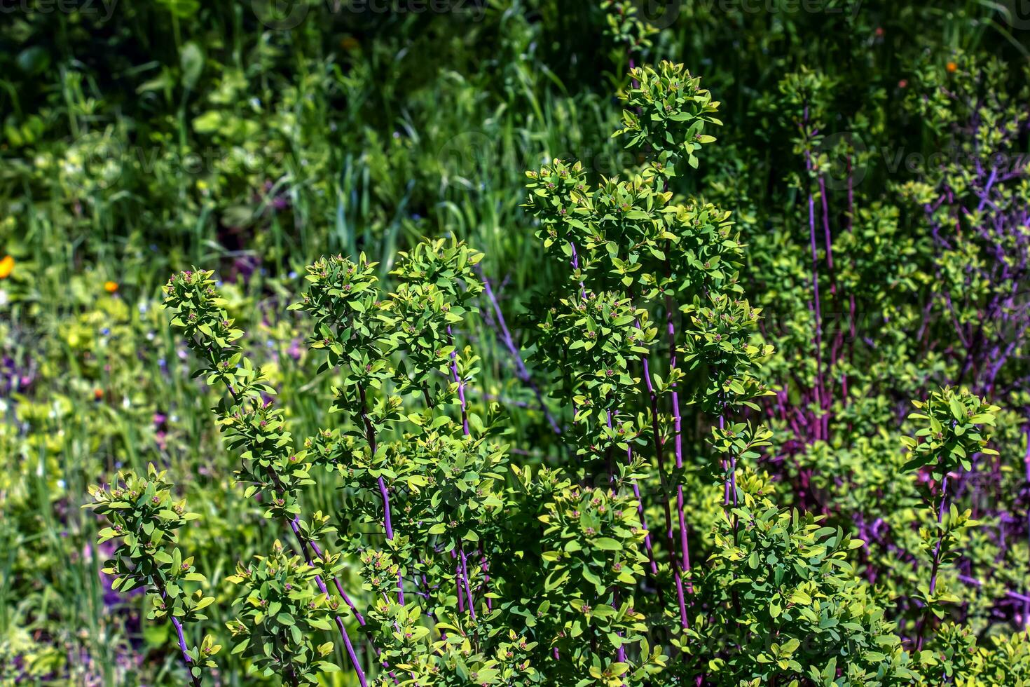 spirea ferganensis eller älggräs. blomma knoppar i tidigt vår. foto