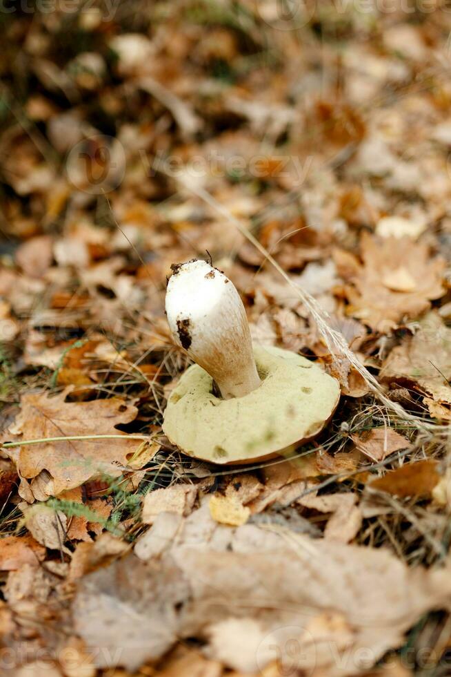 svamp säsong, svamp växa i de skog, svamp plockare samlar svamp, svamp i höst, sökande för svamp i de skog foto