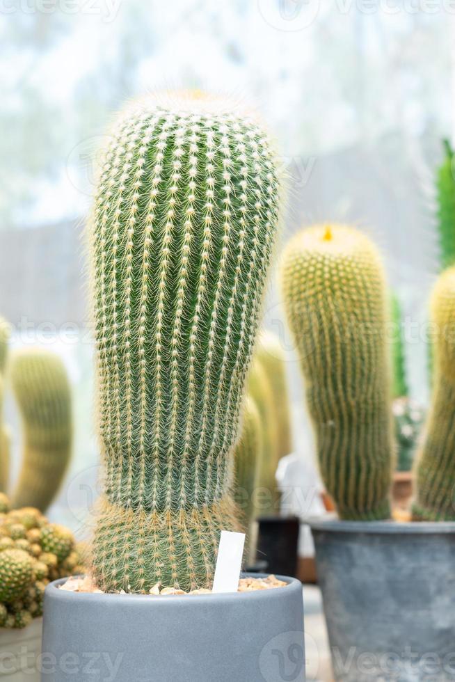 gröna kaktusar i krukor foto
