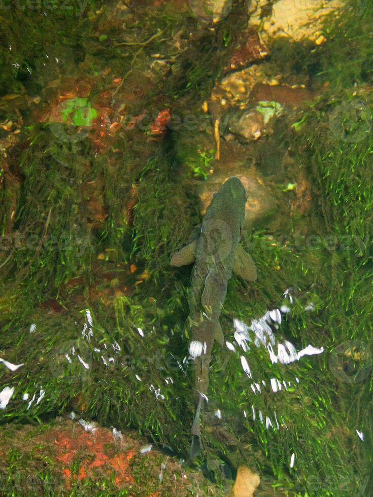 öring simning i de flod med under vattnet växter. sötvatten fisk i dess naturlig foto