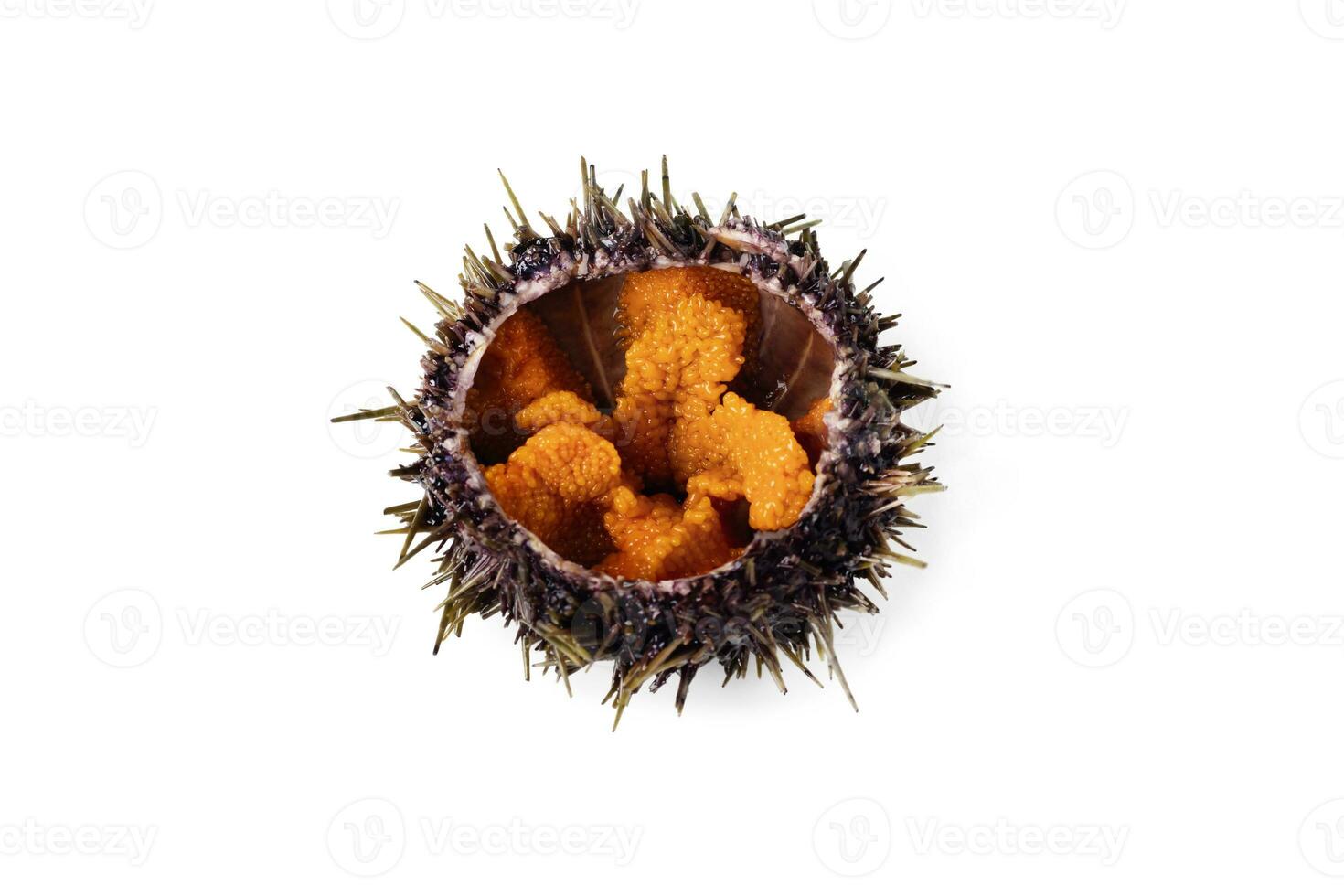 rå hav urchin, delikatess på vit eller osynlig png bakgrund foto