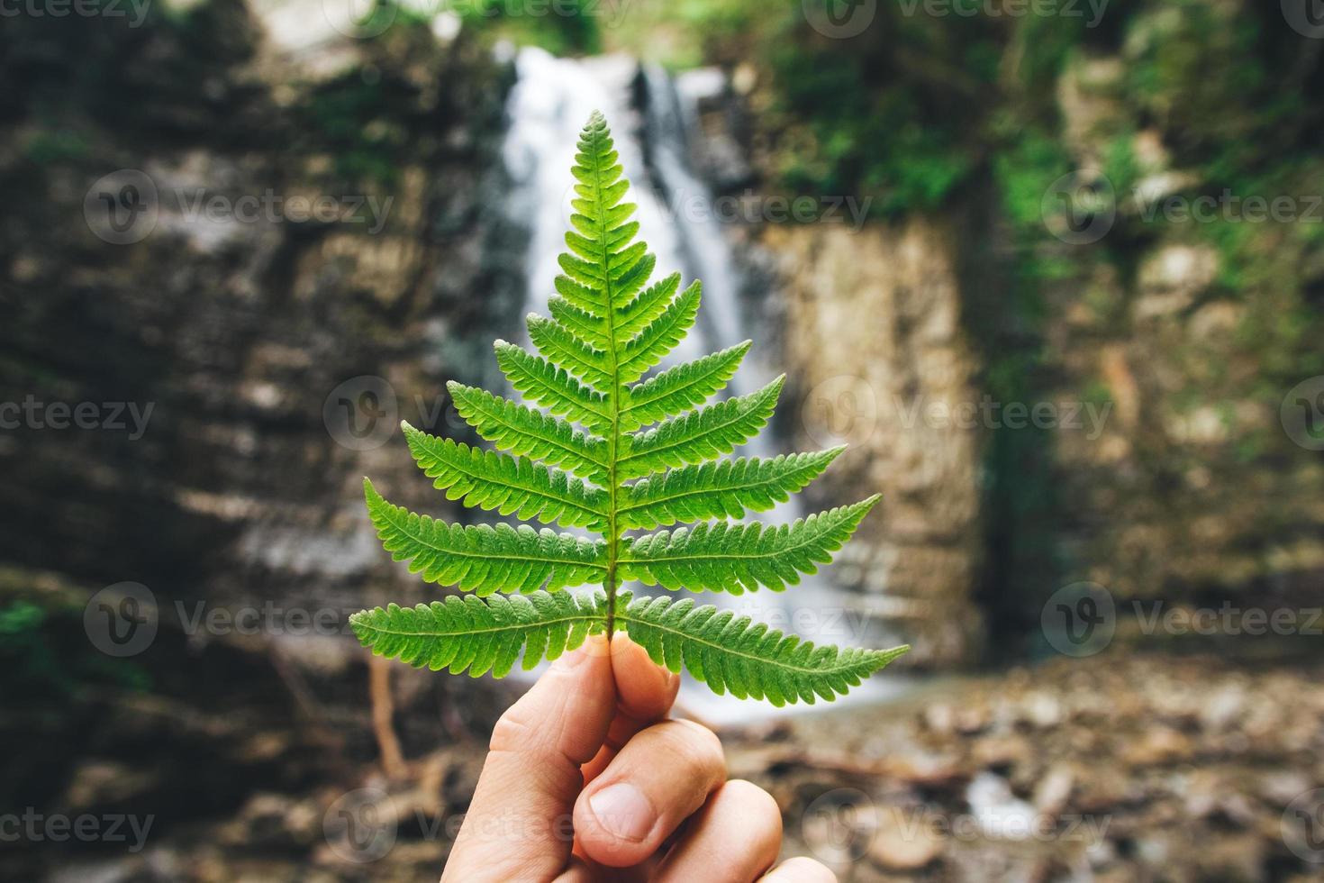 grönt blad av ormbunkar i handen på bakgrund av stenar och vattenfall foto