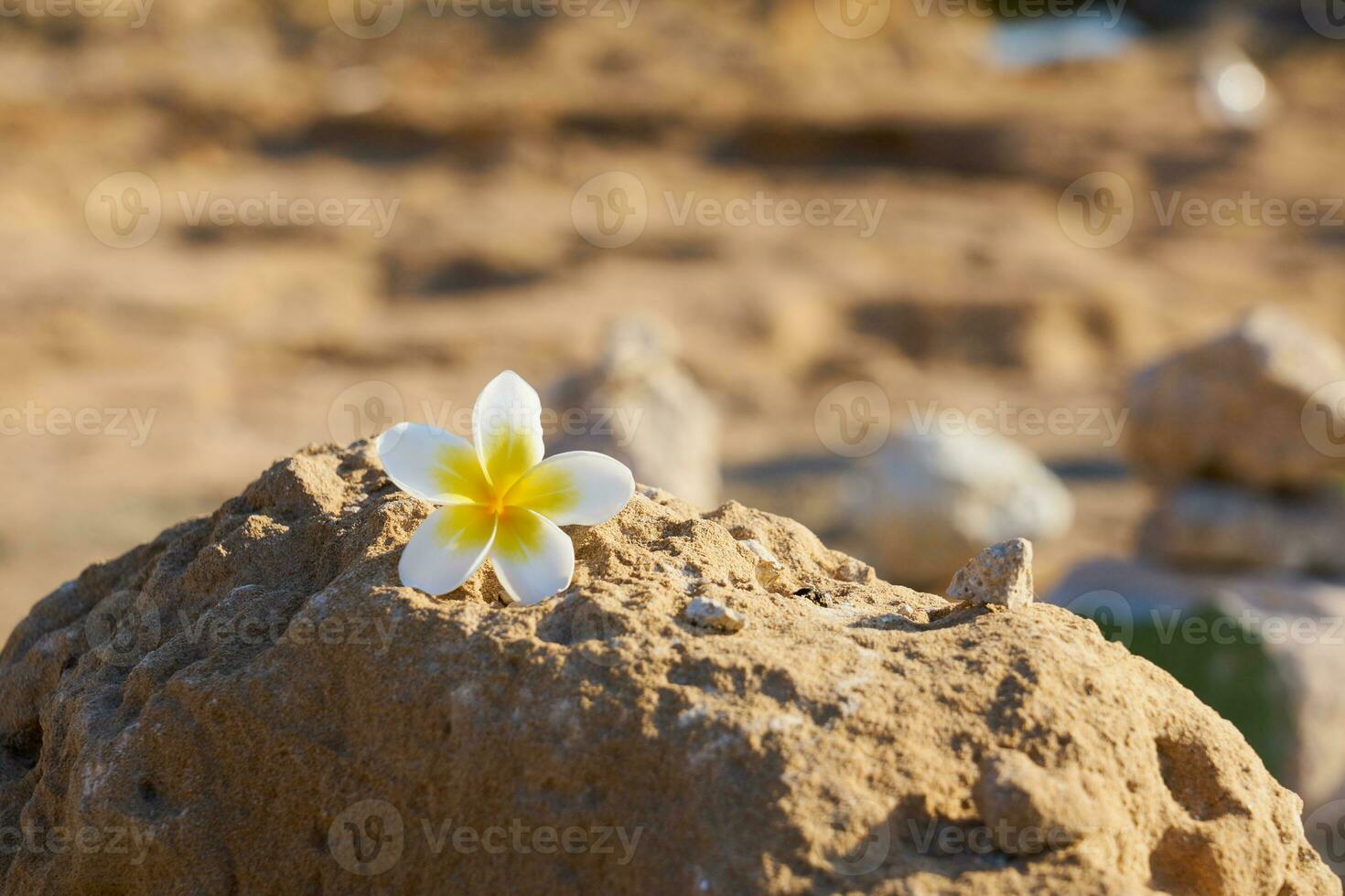 plumeria blomma på en sten med en suddig bakgrund. foto