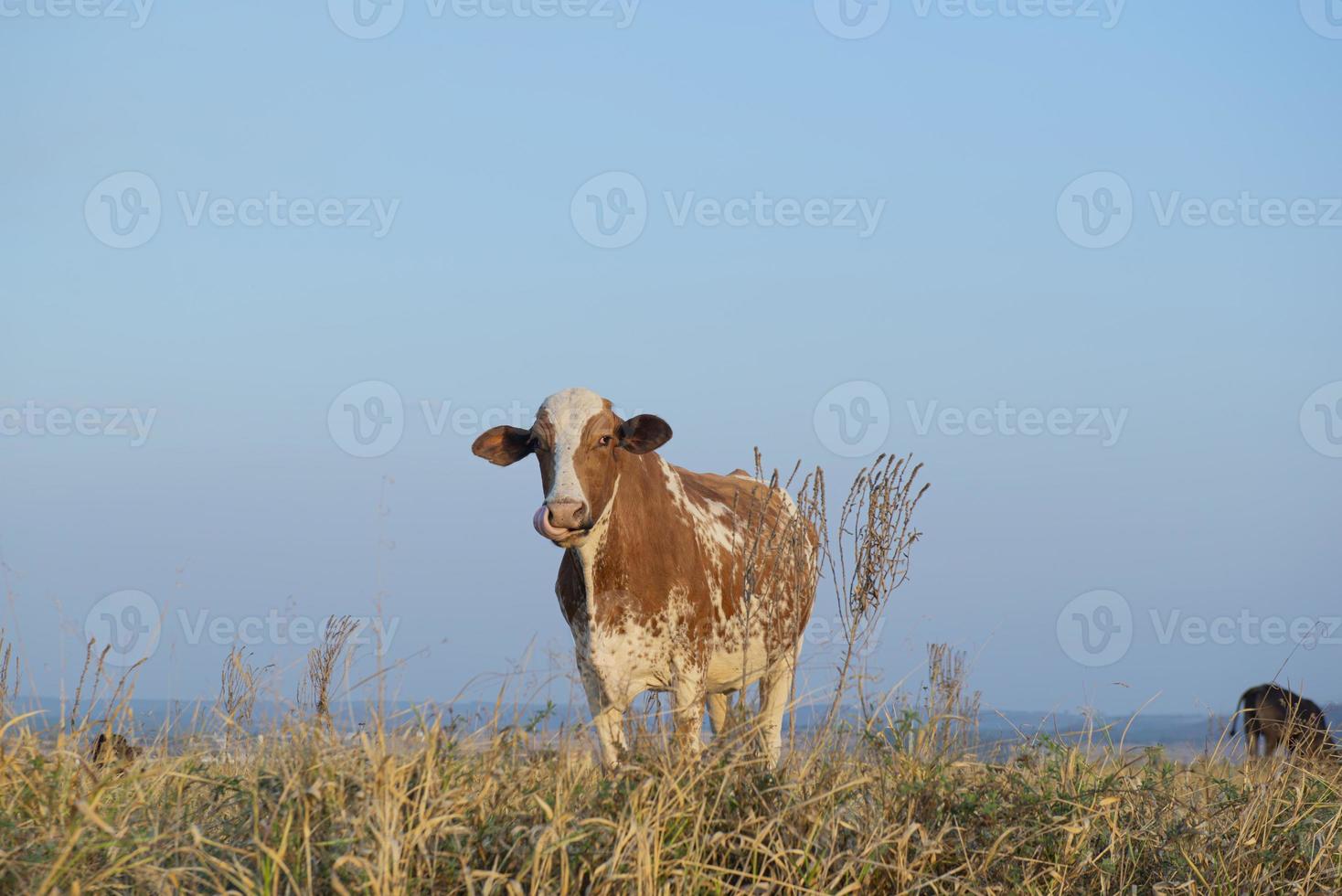 vacker brun och vit prickig holländsk ko foto