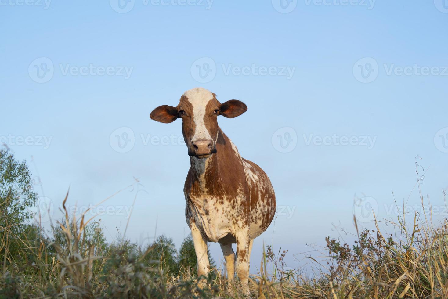närbild av vacker brun och vit prickig holländsk ko foto