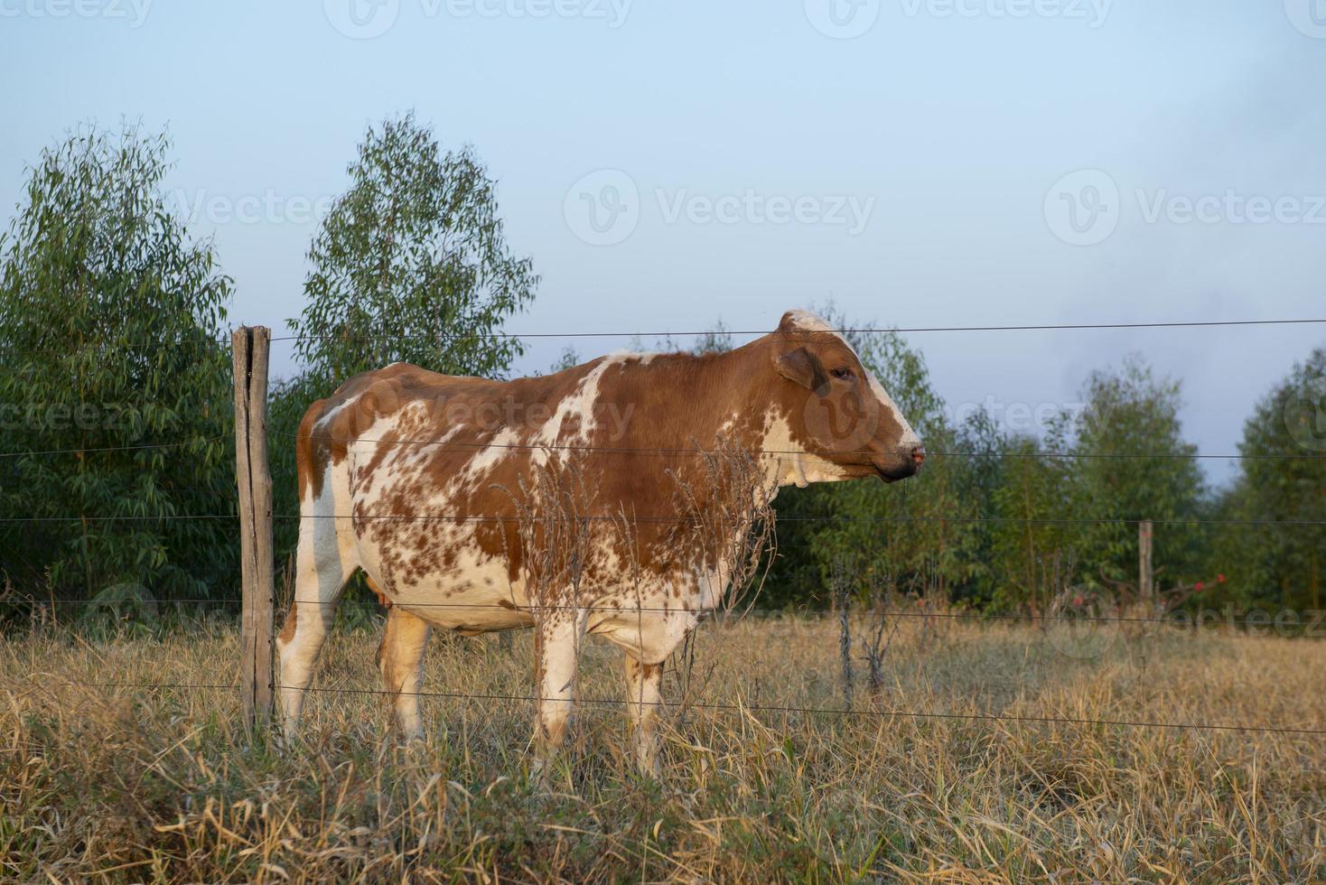 sidovy av vacker brun och vit prickig holländsk ko foto