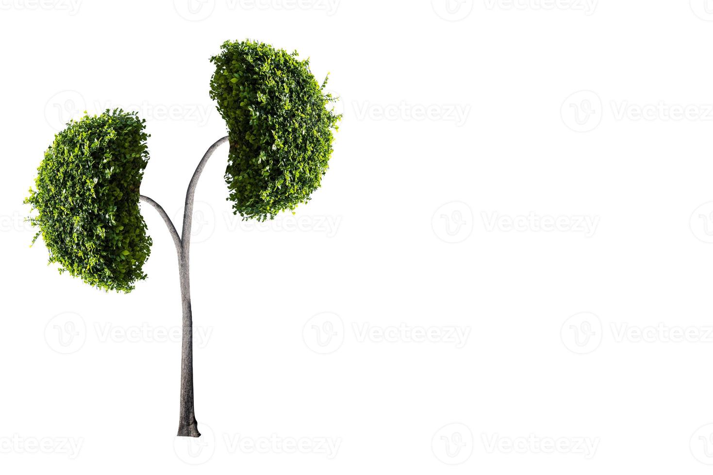 träd njurar 3d miljö- och medicinska koncept foto