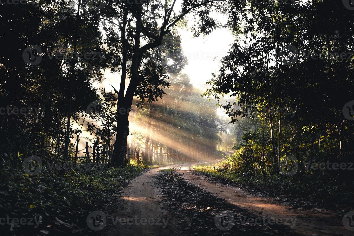 dimmig väg på landsbygden på morgonen, skogsväg foto