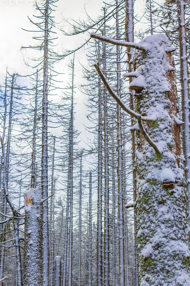 döende silverskog snöat i landskap brocken mountain harz tyskland foto