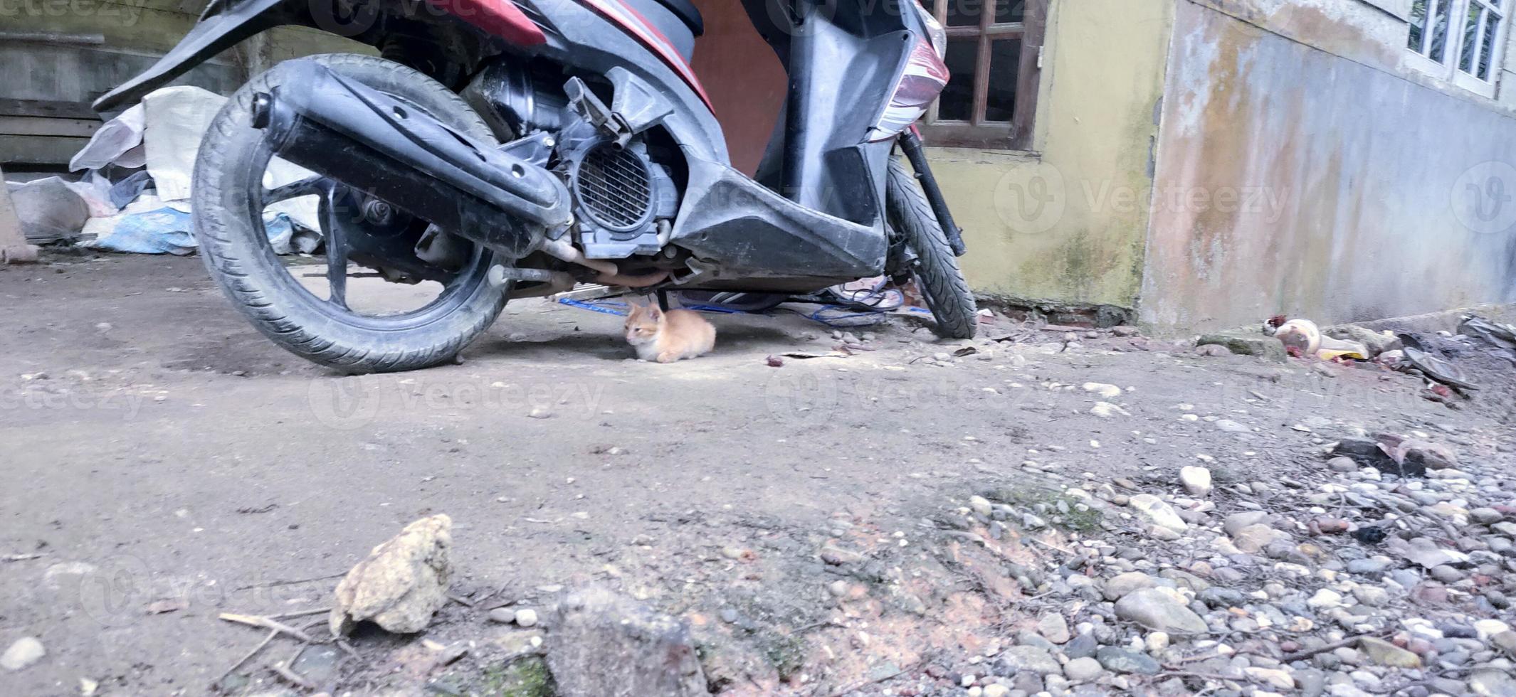 den lilla katten vilar under den röda motorcykeln foto