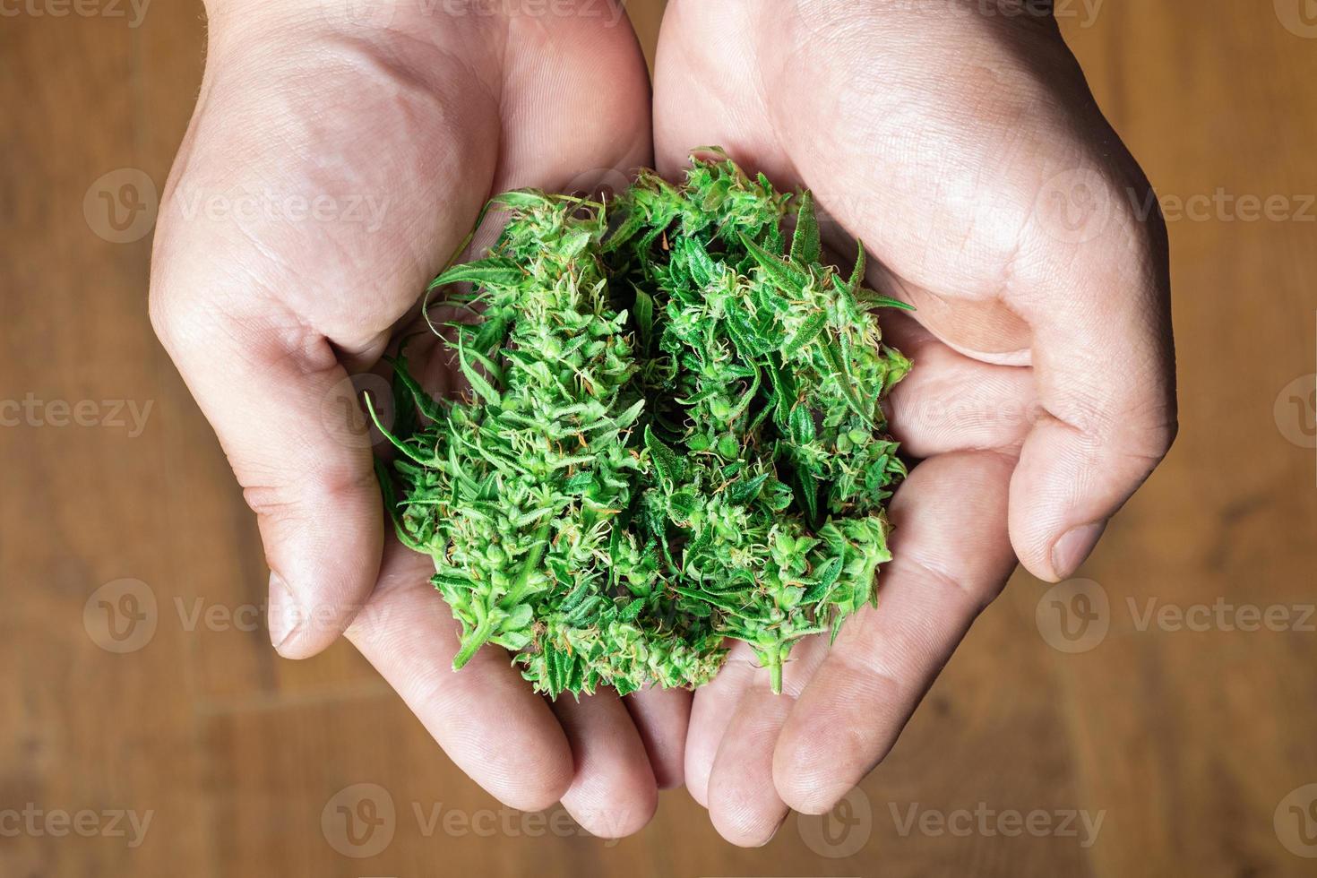 håller cannabis knoppar foto