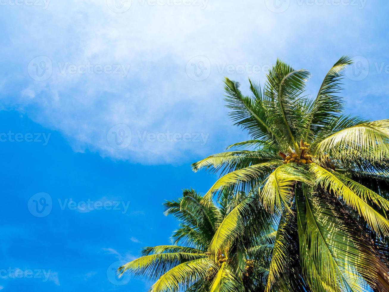 kokospalmen och den ljusblå himlen foto
