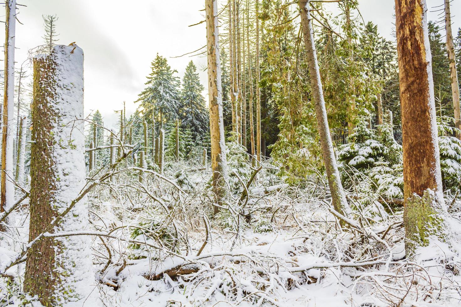 döende silverskog snöat i landskap brocken mountain harz tyskland foto