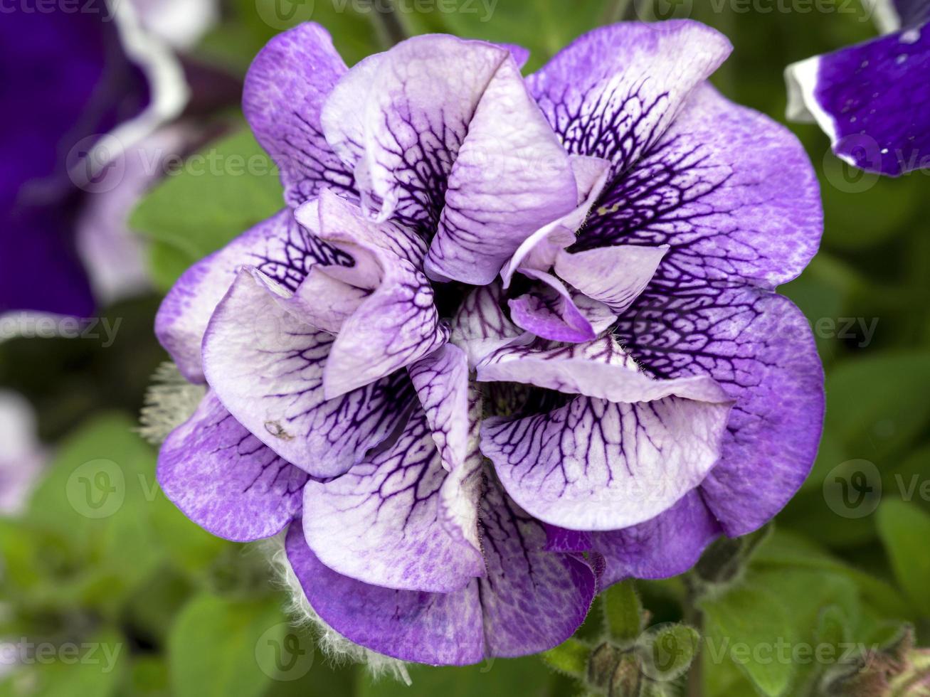 härlig petunia viva dubbel lila venblomma foto