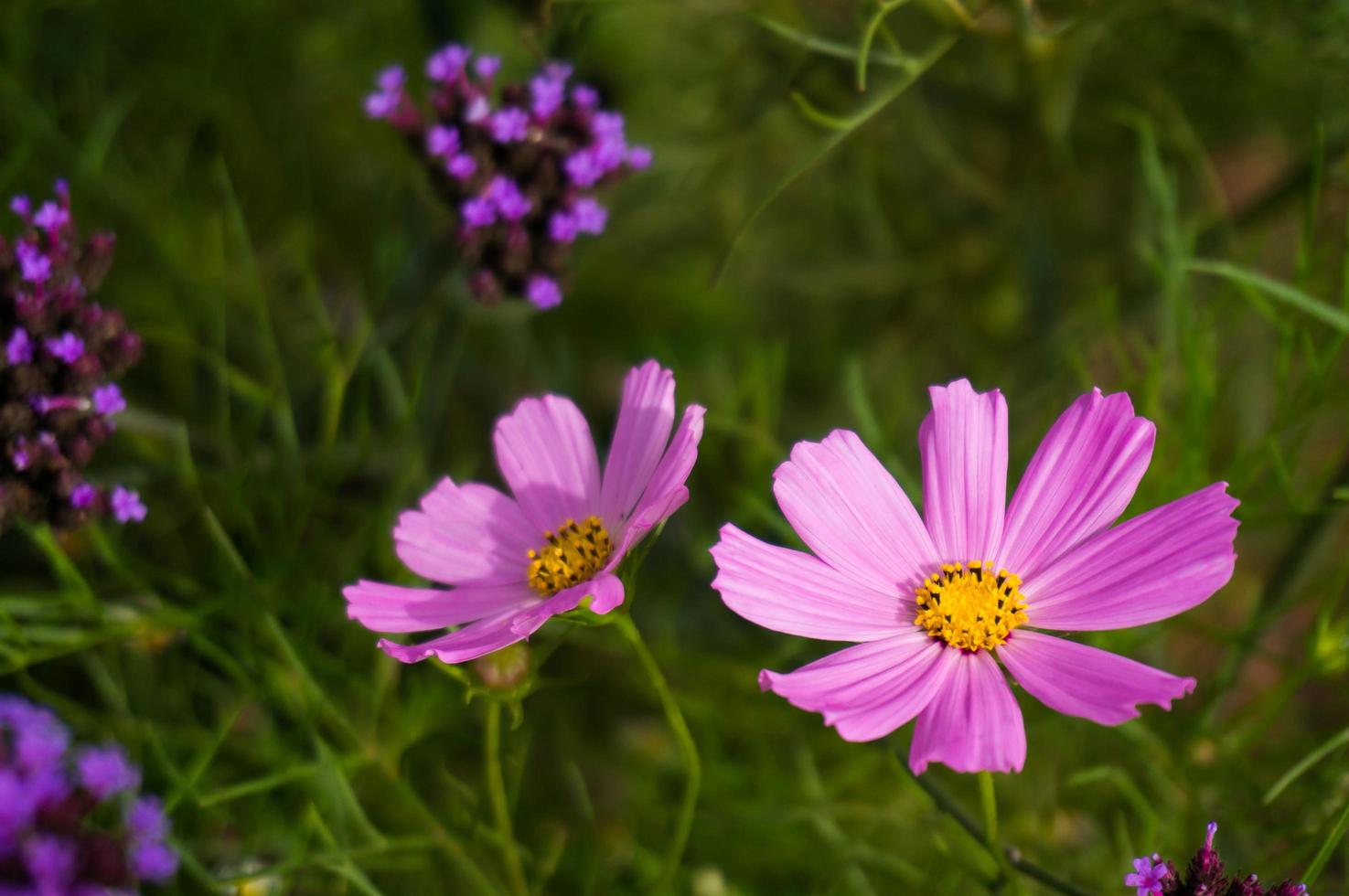 vacker natur rosa blomma på suddig bakgrund. foto