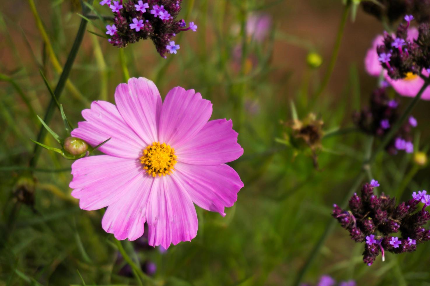 vacker natur rosa blomma på suddig bakgrund. foto