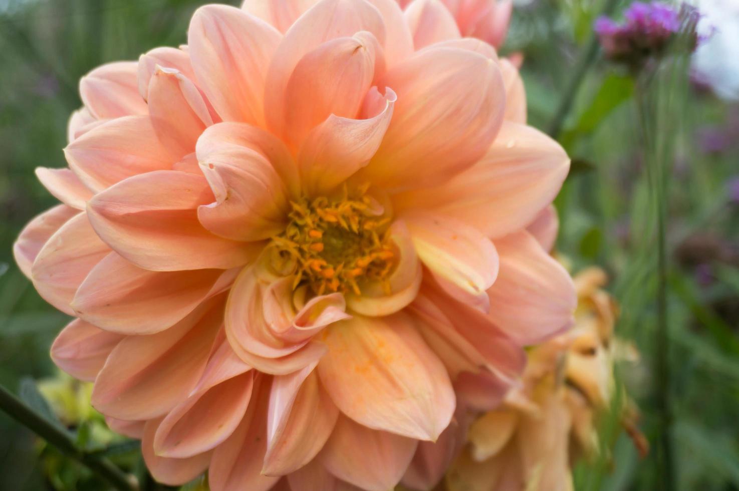 vackert av färsk dahlia blomma. apelsinblomma foto