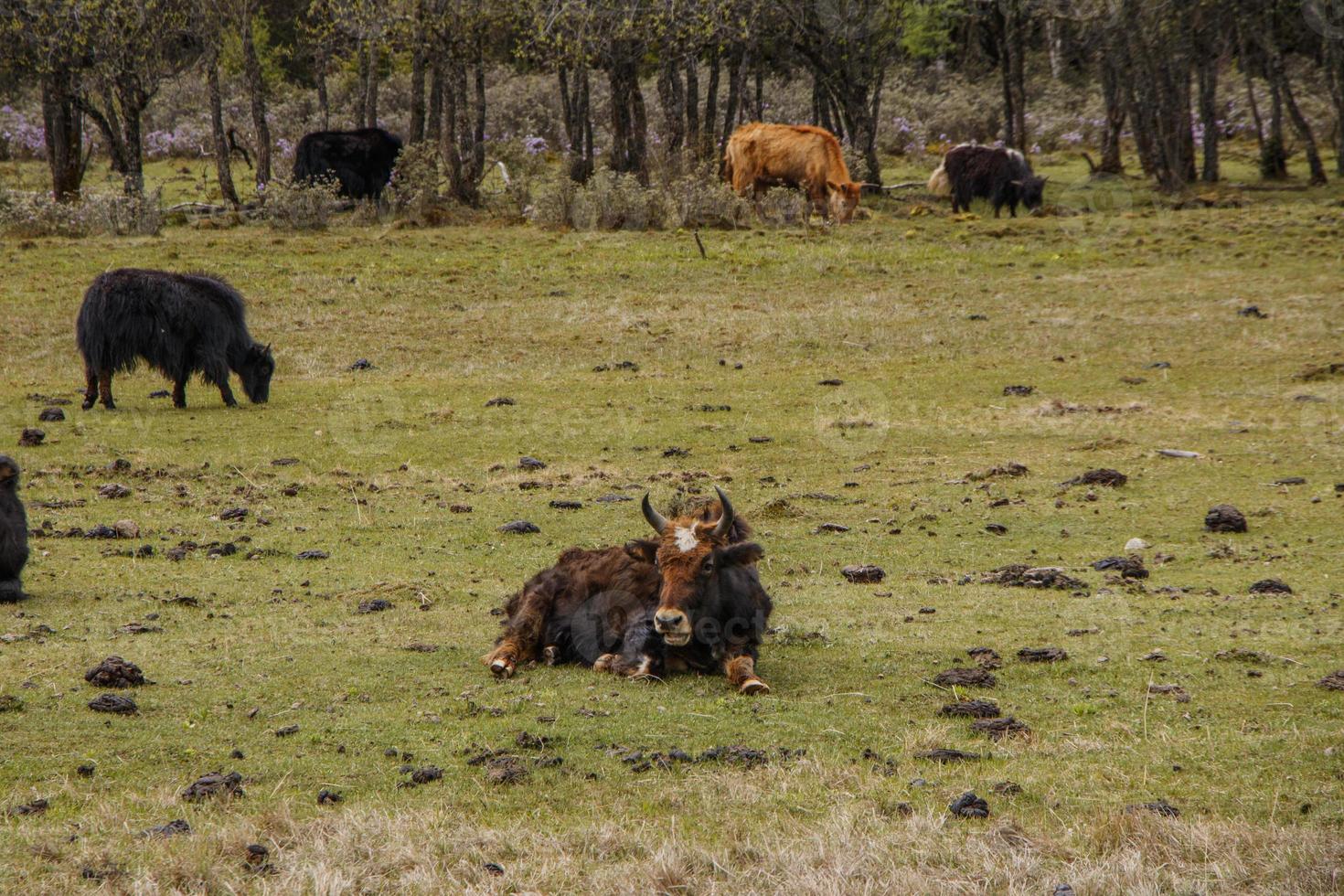 yak äter gräs i pudacuo nationalpark i shangri la, yunnan Kina foto