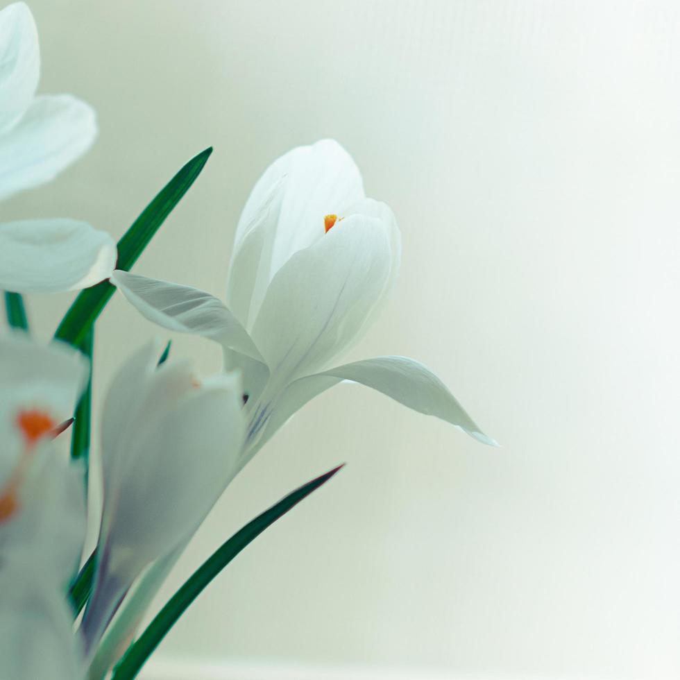 närbild av vita krokusblommor i blom, kvadratformat på instagram foto