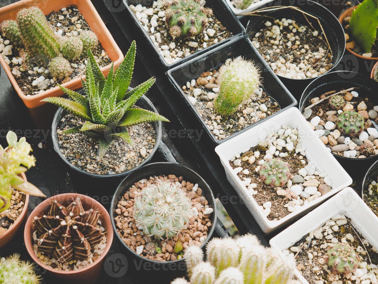 olika kaktusväxter i jordbruksmark foto
