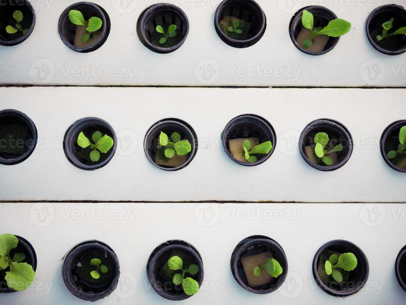 liten växt i svart kruka. grön växt i hydroponics gård foto